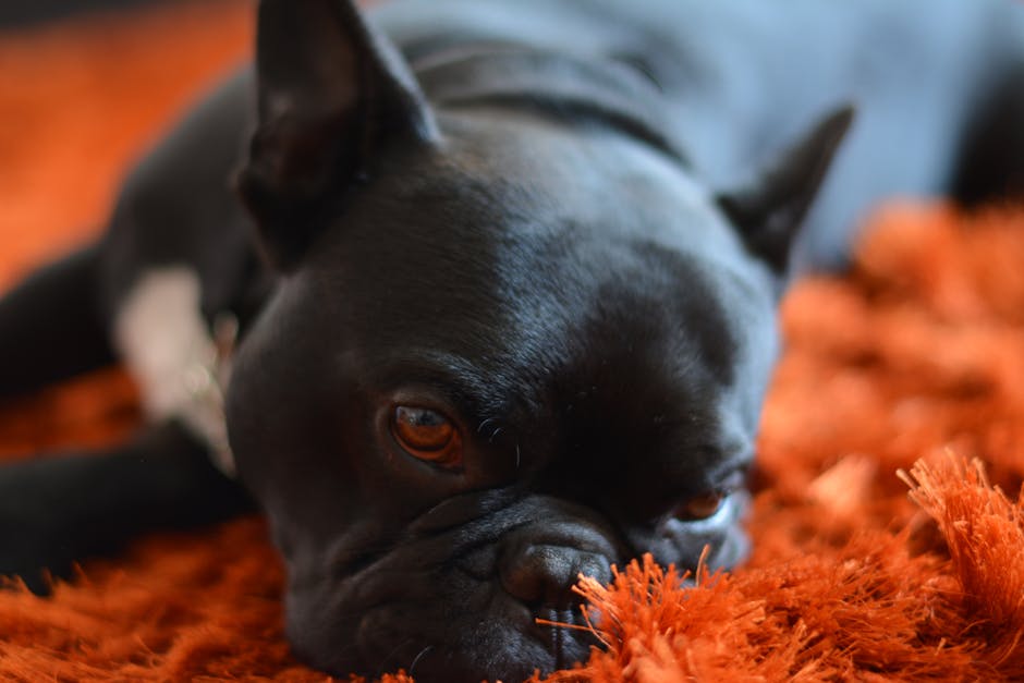 Close-up image of a black French Bulldog with a white patch on its chest, resting on an orange shaggy carpet. The dog's face is in the foreground, showing its wrinkled snout, dark expressive eyes, and