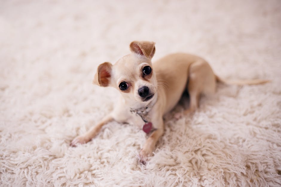 Close-up image of a black French Bulldog with a white patch on its chest, resting on an orange shaggy carpet. The dog's face is in the foreground, showing its wrinkled snout, dark expressive eyes, and